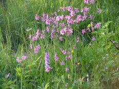 Silene flos-cuculiEchte koekoeksbloem bestellen